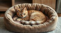 luxury orthopedic cat beds