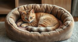 luxury orthopedic cat beds