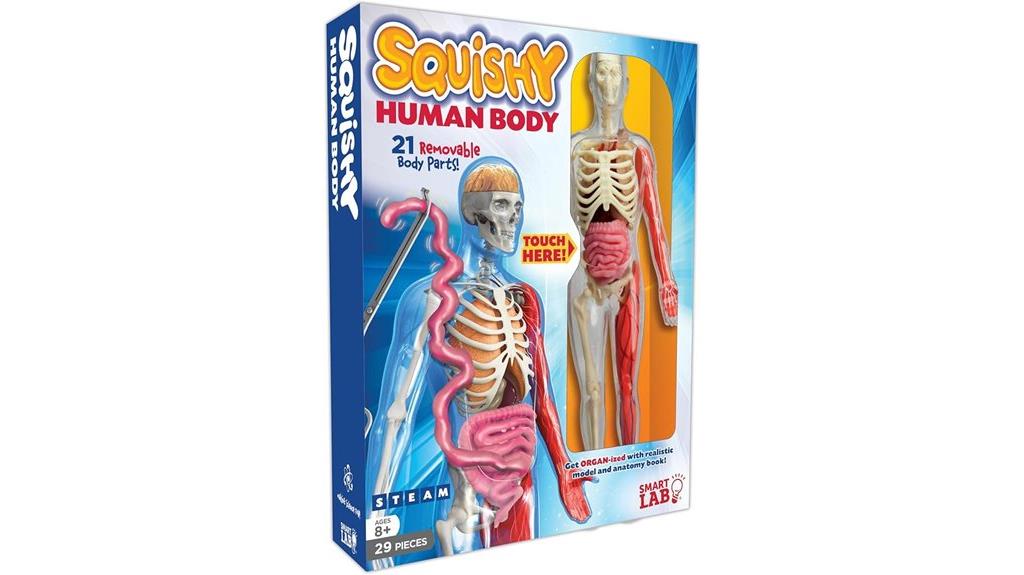 kids human body squishy model